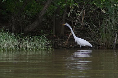 Heron perching on lake