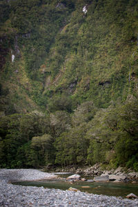 Scenic view of river amidst trees in forest