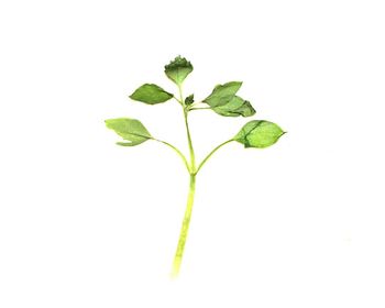 Close-up of plant against white background