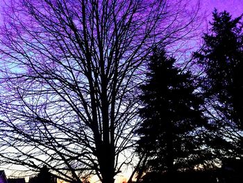 Low angle view of trees against sky