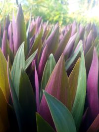 Close-up of pink flowering plant