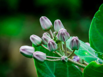 Close-up of flowering plant