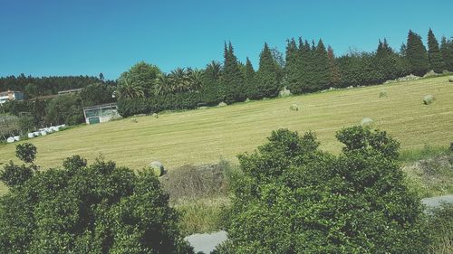 Trees on field against clear sky