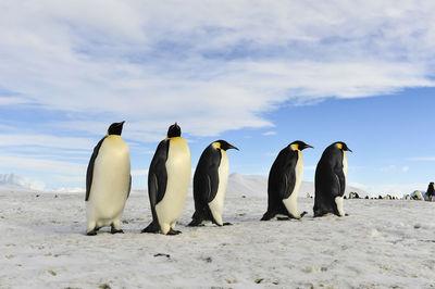 View of birds on beach