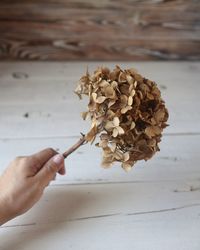 Cropped hand of woman holding plant