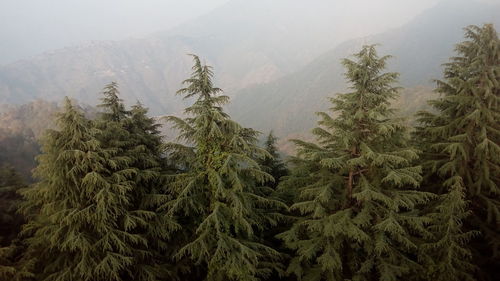 Trees on mountains against sky