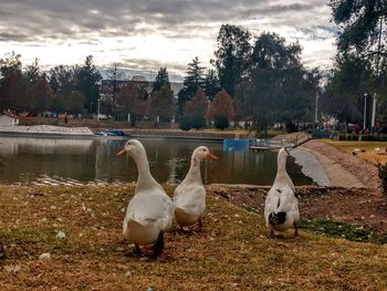 Swans at lakeshore