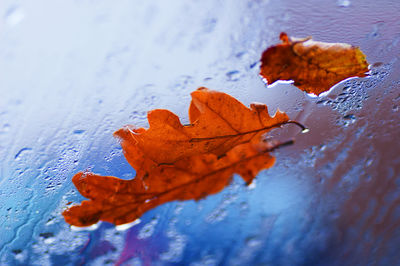 Close-up of maple leaf on wet autumn