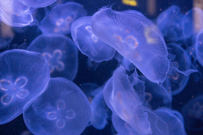 Close-up of fish swimming in sea