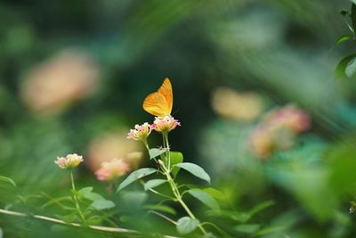 Close-up of butterfly pollinating on flower