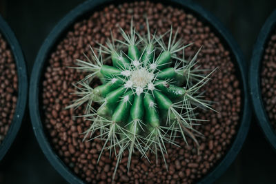 Close-up of succulent plant