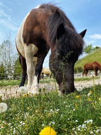 Horse grazing in a field