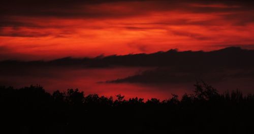 Silhouette of trees at sunset