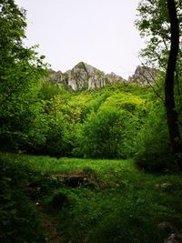 Scenic view of landscape against clear sky