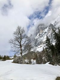 Trees on snow covered landscape against sky