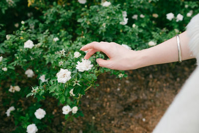 Cropped hand of woman holding flowers