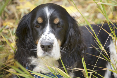 Close-up of beautiful english springer spaniel dog lying in grass field