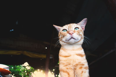 Close-up portrait of a cat