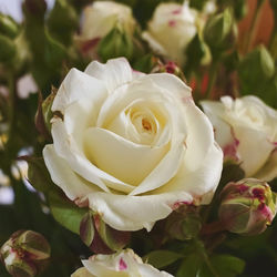 Close-up of white rose bouquet