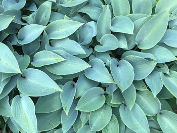 Full frame shot of leaves