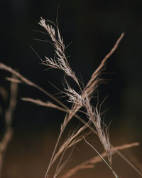 Close-up of stalks in field