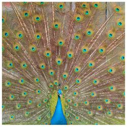 Close-up of peacock feathers