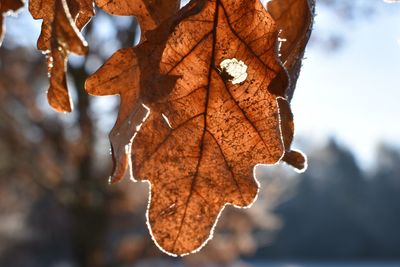 Close-up of dry maple leaf on tree during winter