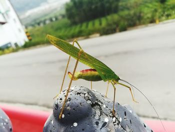 Close-up of insect on plant