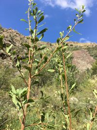 Close-up of fresh green plant against sky