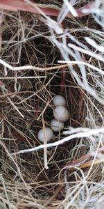 High angle view of bird in nest