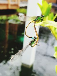 Close-up of dragonfly on leaf