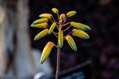 Close-up of yellow flowering plant