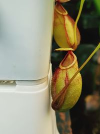Just pop up a pitcher plant
