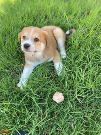 High angle view of dog on field