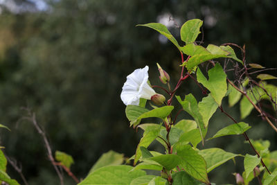 Close-up of white flowering plant