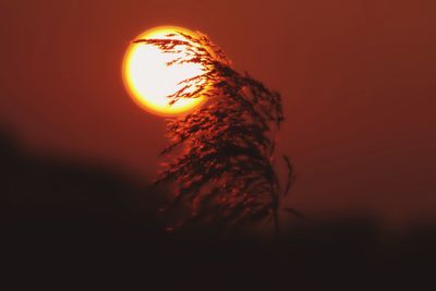 Sun shining through trees