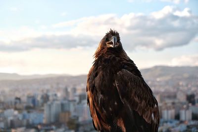 Close-up of hawk with cityscape in background