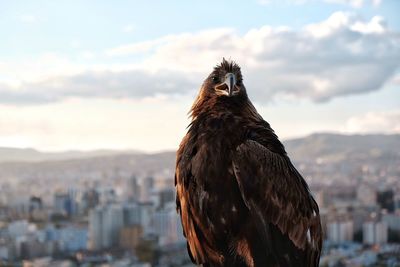 Close-up of eagle against sky