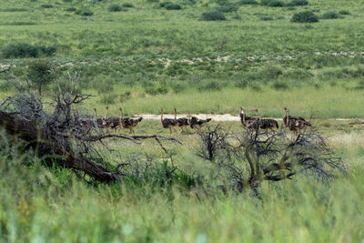 View of sheep on grassland
