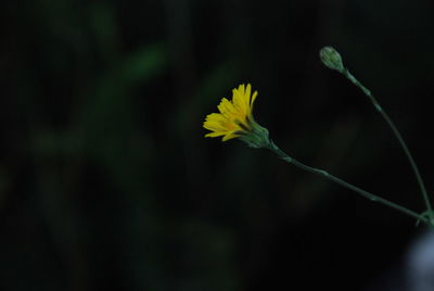 Close-up of flower blooming in sunlight