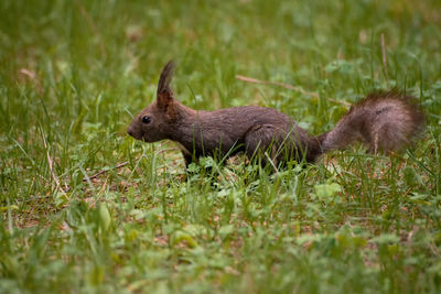 Lizard on grass