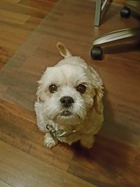 Close-up portrait of dog