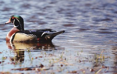 View of a duck swimming in lake