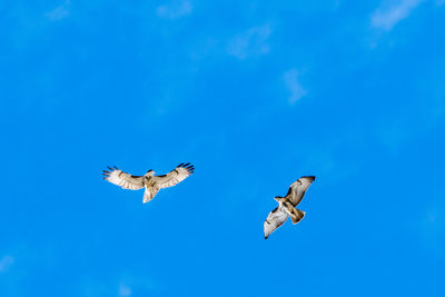 Low angle view of eagle flying against clear blue sky