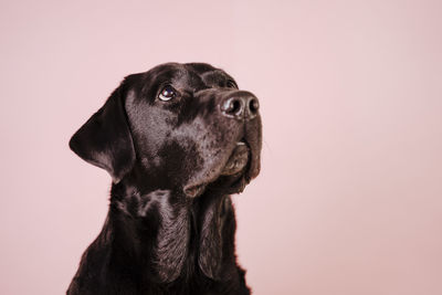 Close-up of dog looking away against gray background