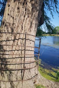 Tree trunk by lake against sky