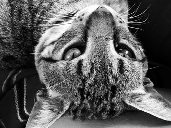 Close-up portrait of cat