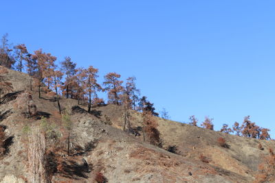 Trees on landscape against clear blue sky