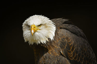 Close-up of eagle against black background