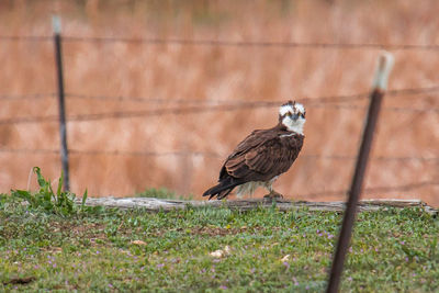 Bird perching on a fence